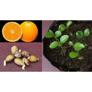 Delicious Orange Plant